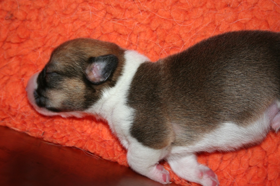 Puppies